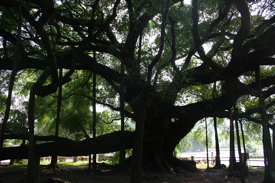 大榕樹景点
